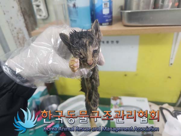 한국동물구조관리협회_441398202400409